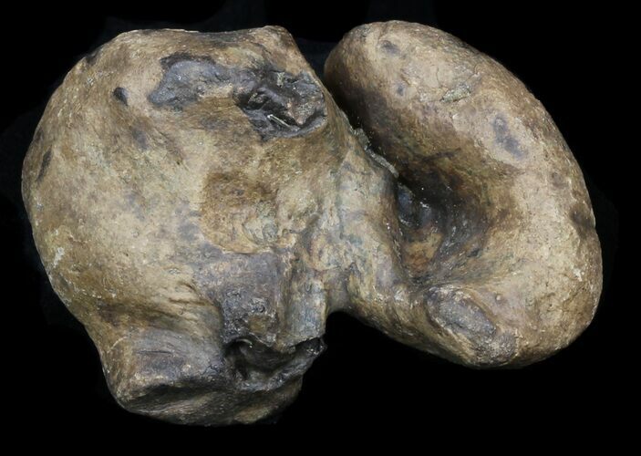 Fossil Manatee (Trichechus) Ear Bone - Florida #33308